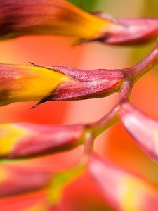 Preview wallpaper plant, flower, branch, close-up