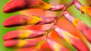 Preview wallpaper plant, flower, branch, close-up