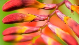 Preview wallpaper plant, flower, branch, close-up