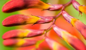 Preview wallpaper plant, flower, branch, close-up