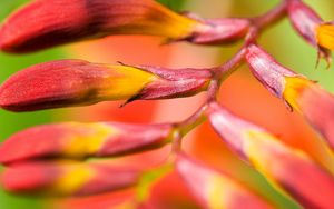 Preview wallpaper plant, flower, branch, close-up