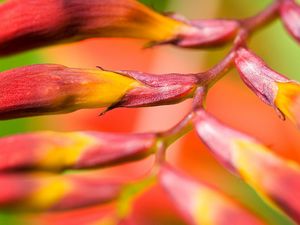 Preview wallpaper plant, flower, branch, close-up