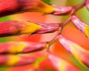 Preview wallpaper plant, flower, branch, close-up