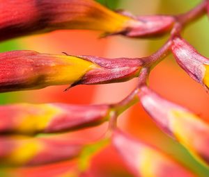 Preview wallpaper plant, flower, branch, close-up