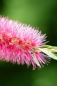 Preview wallpaper plant, flower, bud, close-up