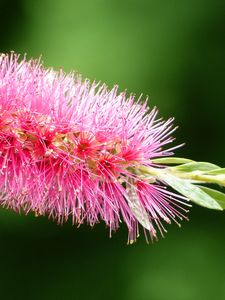 Preview wallpaper plant, flower, bud, close-up