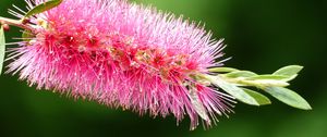 Preview wallpaper plant, flower, bud, close-up