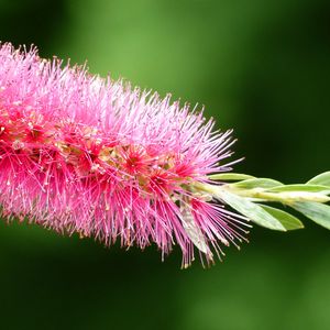 Preview wallpaper plant, flower, bud, close-up