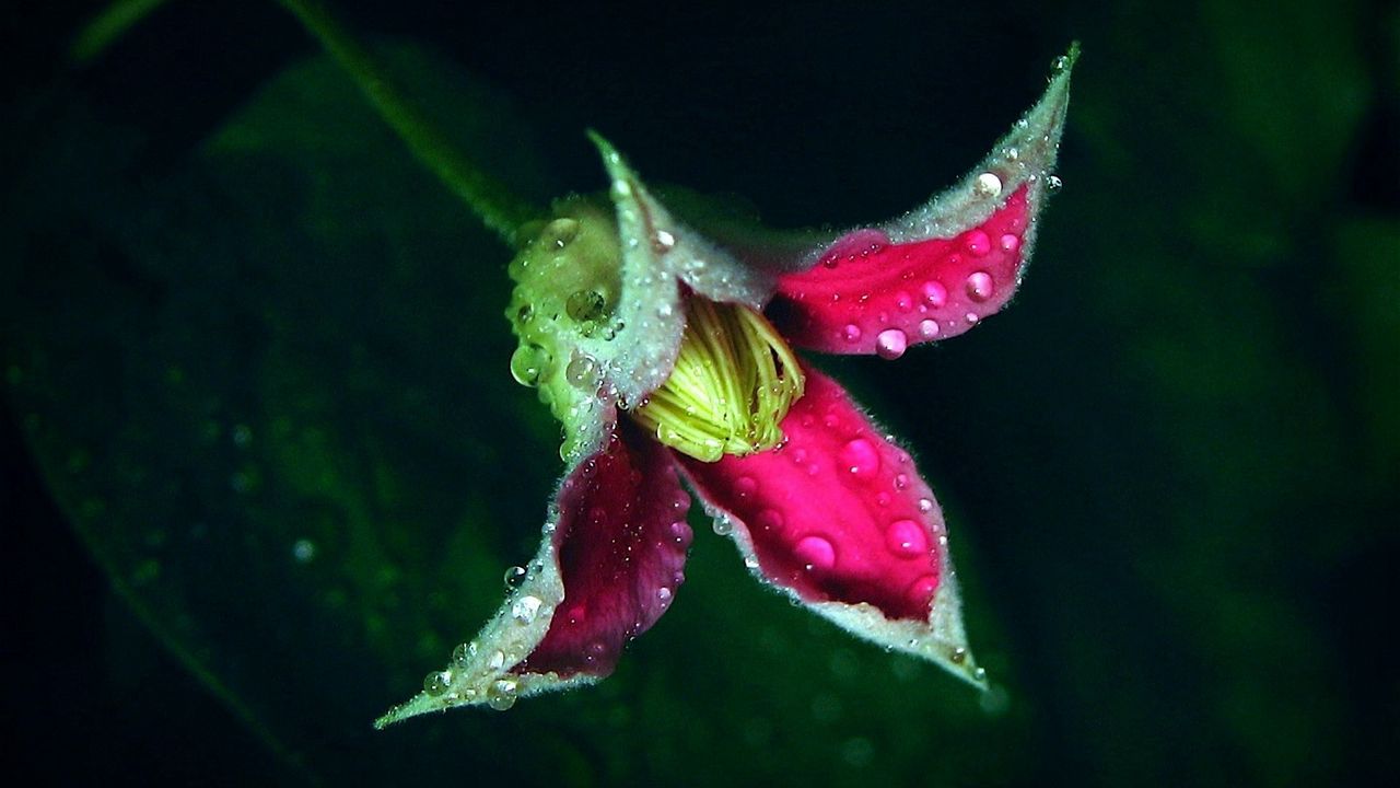 Wallpaper plant, flower, drops