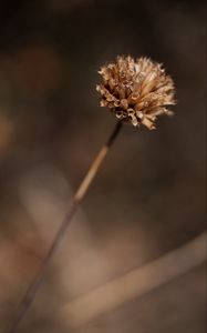 Preview wallpaper plant, flower, dry, macro