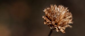 Preview wallpaper plant, flower, dry, macro