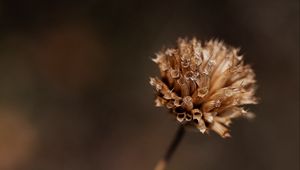 Preview wallpaper plant, flower, dry, macro