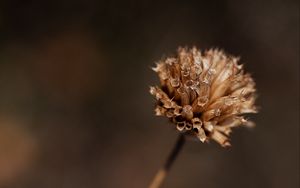 Preview wallpaper plant, flower, dry, macro