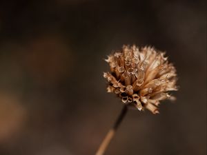 Preview wallpaper plant, flower, dry, macro