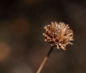 Preview wallpaper plant, flower, dry, macro