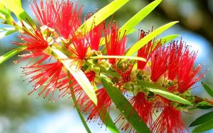 Preview wallpaper plant, flower, flowering, form