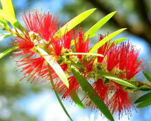 Preview wallpaper plant, flower, flowering, form