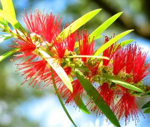 Preview wallpaper plant, flower, flowering, form