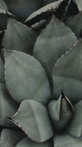 Preview wallpaper plant, flower, leaf