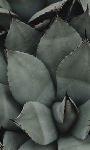 Preview wallpaper plant, flower, leaf