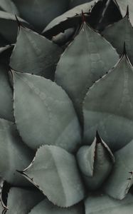 Preview wallpaper plant, flower, leaf