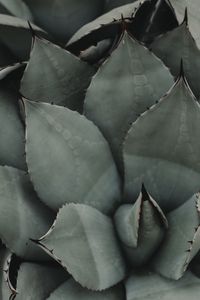 Preview wallpaper plant, flower, leaf