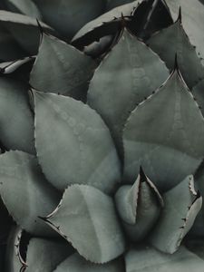 Preview wallpaper plant, flower, leaf