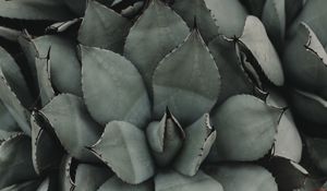 Preview wallpaper plant, flower, leaf