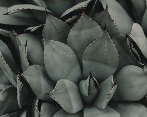 Preview wallpaper plant, flower, leaf