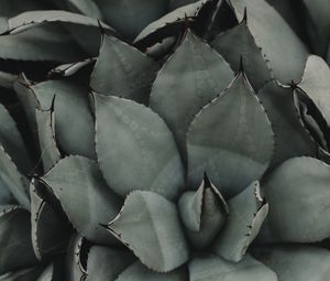 Preview wallpaper plant, flower, leaf