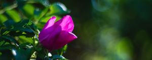 Preview wallpaper plant, flower, macro