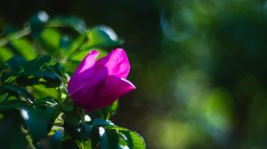 Preview wallpaper plant, flower, macro