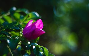 Preview wallpaper plant, flower, macro