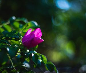 Preview wallpaper plant, flower, macro