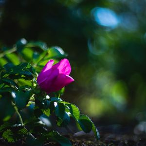 Preview wallpaper plant, flower, macro