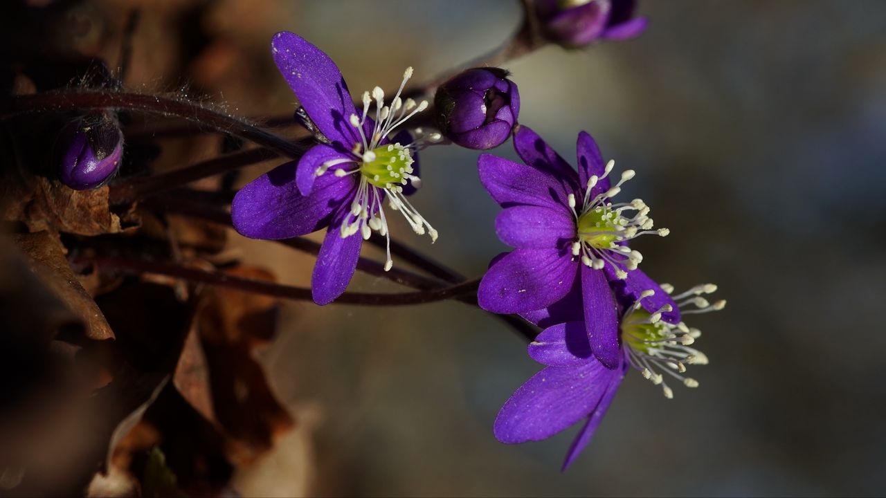 Wallpaper plant, flower, petals, stamens, bud, macro