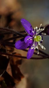 Preview wallpaper plant, flower, petals, stamens, bud, macro