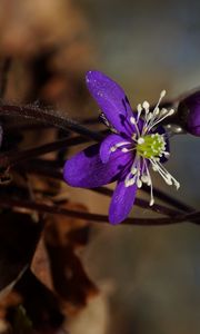 Preview wallpaper plant, flower, petals, stamens, bud, macro
