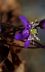 Preview wallpaper plant, flower, petals, stamens, bud, macro