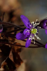 Preview wallpaper plant, flower, petals, stamens, bud, macro