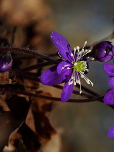 Preview wallpaper plant, flower, petals, stamens, bud, macro