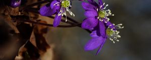 Preview wallpaper plant, flower, petals, stamens, bud, macro