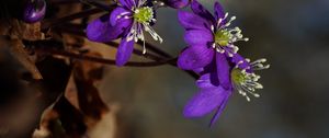Preview wallpaper plant, flower, petals, stamens, bud, macro