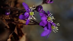 Preview wallpaper plant, flower, petals, stamens, bud, macro