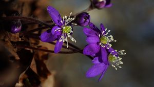 Preview wallpaper plant, flower, petals, stamens, bud, macro