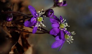 Preview wallpaper plant, flower, petals, stamens, bud, macro
