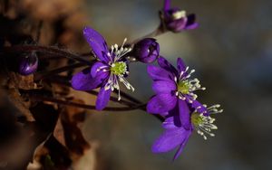 Preview wallpaper plant, flower, petals, stamens, bud, macro