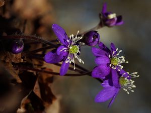 Preview wallpaper plant, flower, petals, stamens, bud, macro