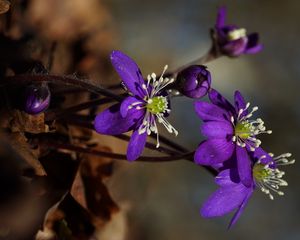 Preview wallpaper plant, flower, petals, stamens, bud, macro