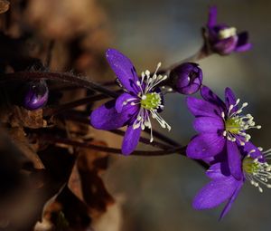 Preview wallpaper plant, flower, petals, stamens, bud, macro